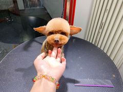 -宠物家(双井店)