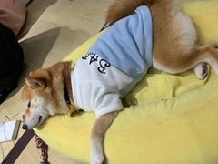 -逗柴咖啡屋·狗咖猫咖宠物桌游