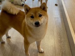 -南京Hallo宠物乐园·哈罗犬舍·柴犬繁育基地