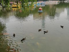 -团结湖公园