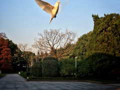 -宋庆龄陵园