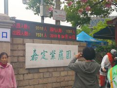 -嘉定紫藤园