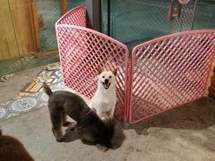 -more than meow吴止猫主题餐厅(承德 中船汇店)