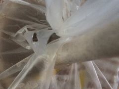 -快乐柠檬happylemon(日月光店)