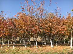 -永定河休闲森林公园