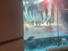 -帝企鹅自助餐厅•儿童岛•真企鹅(长隆企鹅酒店)