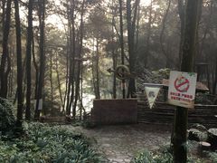 -铁山坪森林公园