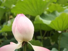 -茂德公草堂
