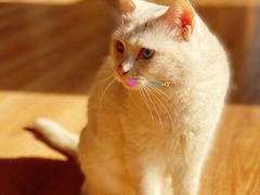 -猫的茶·猫咖