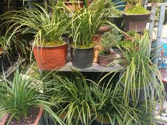 -合肥市裕丰花鸟虫鱼市场