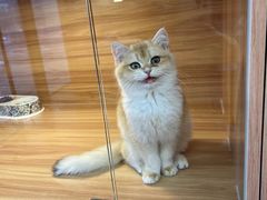 -猫十亿·布偶金渐层·曼基康矮脚猫舍(青年路店)