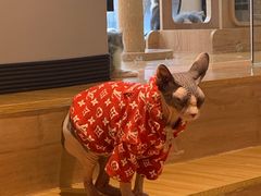 -啵啵喵·猫咖(攀华国际店)