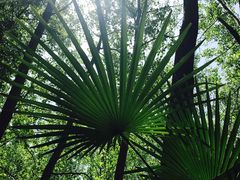 -合肥滨湖国家森林公园