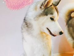 -Husky Go! 哈士奇体验馆·宠物咖啡厅狗咖