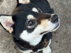 -柴犬高等学院·狗咖·柴犬售卖·宠物训练