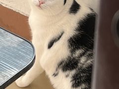 -宠颐生猫科·内科皮肤科(西平世纪城店)