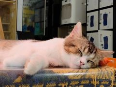 -平行世界·猫咖(首经贸店)