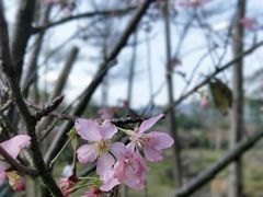 -天适樱花悠乐园