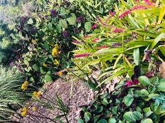 -墨尔本皇家植物园