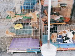 -清平路水族市场