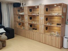 -猫十亿·布偶金渐层·曼基康矮脚猫舍(青年路店)