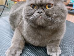 -八公叔叔宠物美容连锁(春申店)