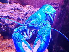 -瑞普利水族馆