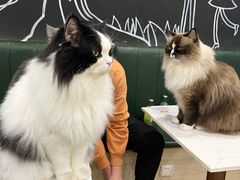 -安格丽娜·狗咖·猫咖羊驼咖(春熙路百盛商场店)