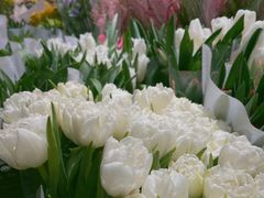 -双季花艺园艺市场(浦东店)