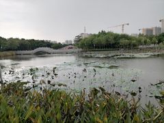 -映月湖公园