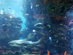 -迪拜帆船酒店海底餐厅