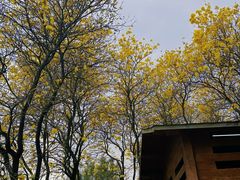 -天适樱花悠乐园