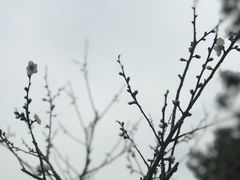 -香雪海
