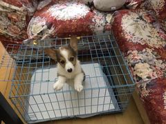-艾吉宠物医院·疑难杂症转诊中心·猫友好(碧江路院)