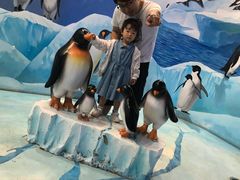 -芜湖新华联大白鲸海洋公园