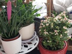 -秦美花卉(天朗·莱茵小城2期店)