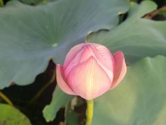 -荷塘月色湿地公园·向阳花洲