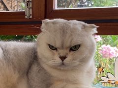 -有猫主题·治愈系猫咖(曾厝垵店)