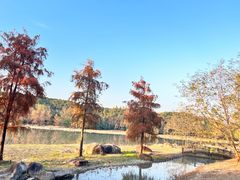 -上海滨江森林公园