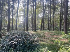 -大雁塔北广场音乐喷泉