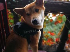 -十八梯眼镜面(五红路店)