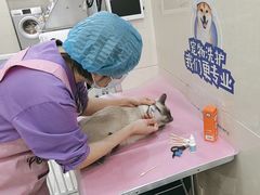 -北京观赏动物医院·24小时大型综合·猫专科·异宠专科