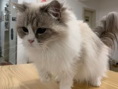 -有喵·猫咖·狗咖·30几只猫10只小狗(岗厦店)