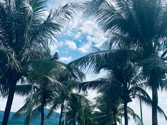 -亚龙湾国际玫瑰谷