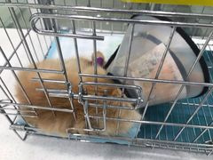 -乖乖乐动物医院(小汤山分院)