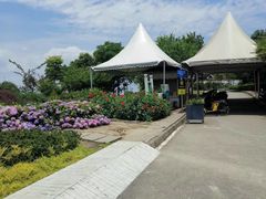 -紫颐香薰山谷景区