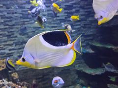 -秦皇岛新澳海底世界