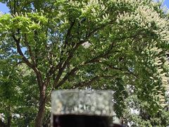 -菩提树下茶咖鼓捣