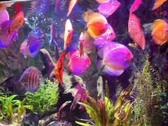 -上海海洋水族馆