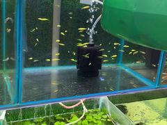 -武汉花鸟市场